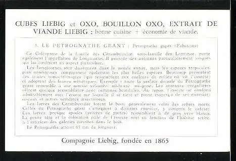 Sammelbild Liebig, Insectes Geants du Congo Belge - Le Petrognathe gèant: Petrognatha gigas (Fabricius)