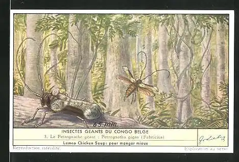 Sammelbild Liebig, Insectes Geants du Congo Belge - Le Petrognathe gèant: Petrognatha gigas (Fabricius)