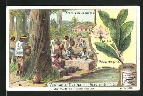 Sammelbild Liebig, Vèritable Extrait de Viande Liebig - Arbre à gutta-percha, Rècolte, La fleur, Palaquium gutta