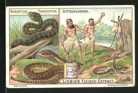 Sammelbild Liebig, Kurzotter und Todesotter, Neandertaler mit Giftschlangen