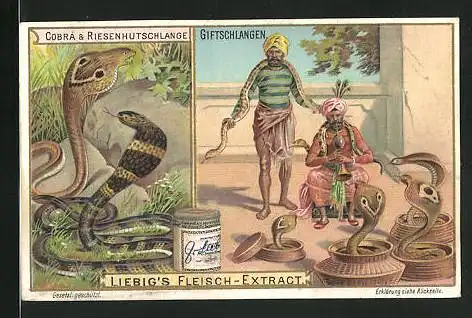 Sammelbild Liebig, Cobra und Riesenhutschlange, Schlangenbeschwörer