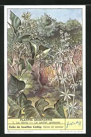 Sammelbild Liebig, Plantes Grimpantes, 1. Le lierre - Le gaillet grateron