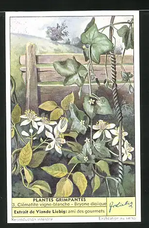 Sammelbild Liebig, Plantes Grimpantes, 3. Clématite vigne-blanche - Bryone dioique