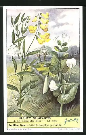 Sammelbild Liebig, Plantes Grimpantes, 4. La gesse des prés - Le pois