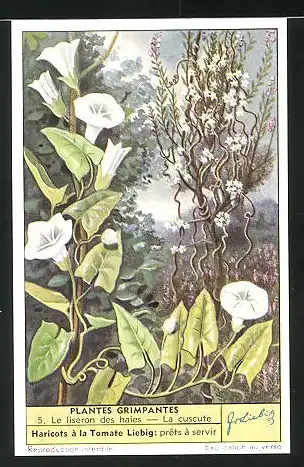 Sammelbild Liebig, Plantes Grimpantes, 5. Le liseron des haies - La cuscute