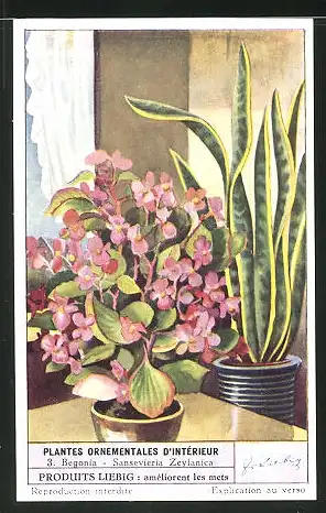 Sammelbild Liebig, Plantes Ornamentales D`Intérieur, 3. Begonia - Sansevieria Zeylanica