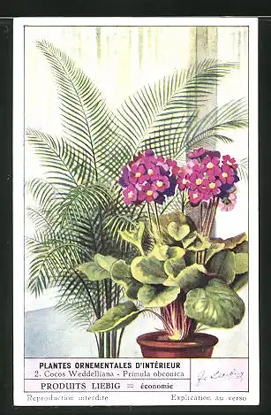 Sammelbild Liebig, Plantes Ornamentales D`Intérieur, 2. Cocos Weddelliana - Primula obconica