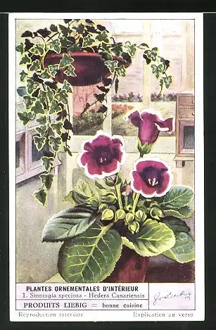 Sammelbild Liebig, Plantes Ornamentales D`Intérieur, 1. Sinnigia speciosa - Hedera Canariensis