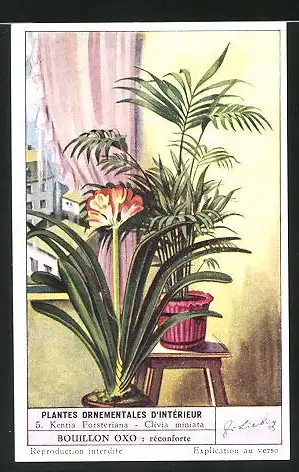 Sammelbild Liebig, Plantes Ornamentales D`Intérieur, 5. Kentia Forsteriana - Clivia miniata
