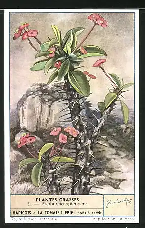 Sammelbild Liebig, Plantes Grasses, 5. - Euphorbia splendens