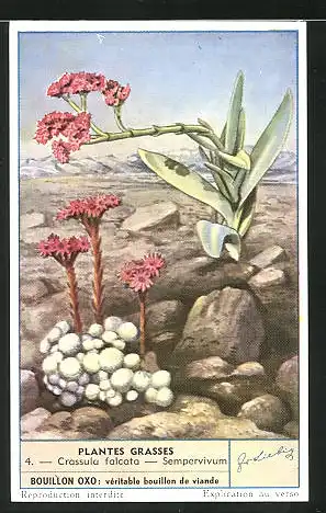 Sammelbild Liebig, Plantes Grasses, 4. - Crassula falcata - Sempervivum