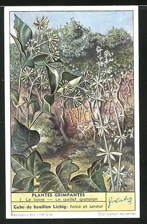 Sammelbild Liebig, Plantes Grimpantes, 1. Le lierre - La gaillet grateron