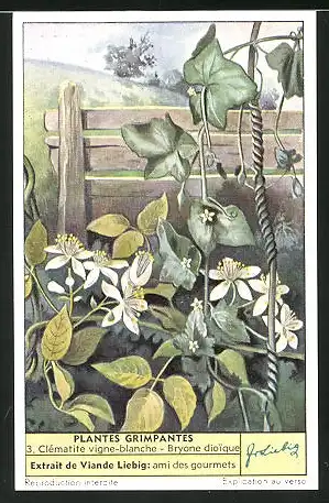 Sammelbild Liebig, Plantes Grimpantes, 3. Clématite vigne-blanche - Bryone dioique