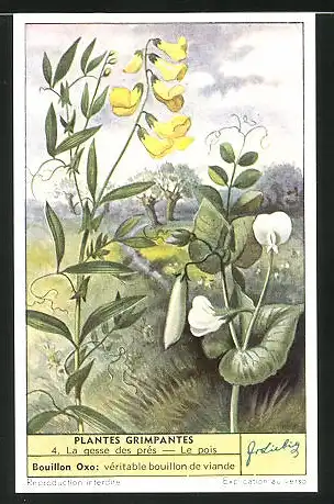 Sammelbild Liebig, Plantes Grimpantes, 4. La gesse des prés - Le pois