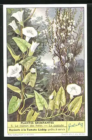Sammelbild Liebig, Plantes Grimpantes, 5. Le liseron des haies - La cuscute