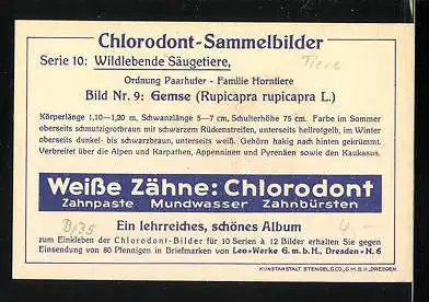 Sammelbild Chlorodont Zahnpasta, Serie 10: Wildlebende Säugetiere, Bild Nr. 9: Gemse