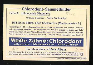 Sammelbild Chlorodont, Baum- oder Edelmarder auf einem Ast sitzend, Martes martes L.