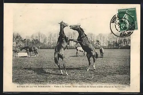 AK Barbeville, Visite à la Ferme, Salut matinal de futurs cracks