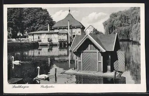 AK Stadthagen, Blick auf Stadtgarten mit Schwänen