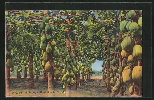 AK Florida, A Papaya Plantation, Landwirtschaft