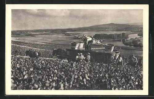 AK Hautvillers, Scène de vendage