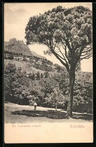 AK Alupka Krim, Parkanlagen mit Blick auf den Weinberg