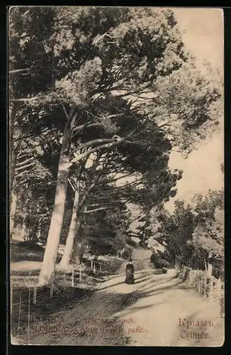 AK Alupka Krim, Cedres dans le parc