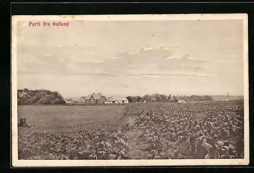 AK Hallund, auf den Feldern an der Ortschaft