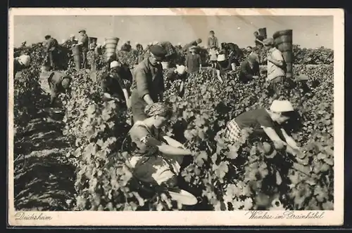 AK Deidesheim, Weinlese im Grainhübel