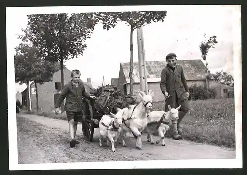 Fotografie Belgische Kinder mit Ziegengespann