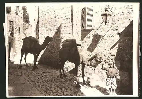 Fotografie Keystone, Ansicht Jerusalem, junger Kamelführer macht Rast im Schatten