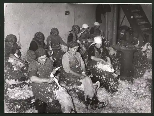 Fotografie flämisches Federreissen, Gänse werden bei Gesang gerupft 1938