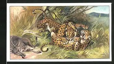 Sammelbild Burk & Braun Schokoladenfabrik, Brehms Tierleben, Leopardenfamilie