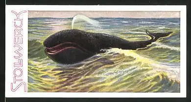 Sammelbild Stollwerck, Aus dem Tierreich, Serie 16, Nr. 2: Grönländischer Bartenwal bläst Luft aus