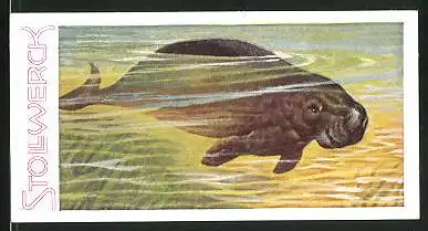 Sammelbild Stollwerck, Aus dem Tierreich, Serie 16, Nr. 3: Seekuh schwimmt durchs Wasser