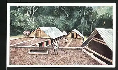 Sammelbild Stollwerck Schokolade, Reise um die Welt, Trinidad, Kakaobohnentrocknung