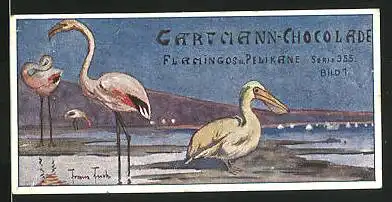 Sammelbild Gartmann-Chocolade, Flamingos und Pelikane, Serie 355, Bild 1
