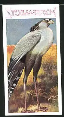 Sammelbild Stollwerck, Aus dem Tierreich, Serie 24, Nr. 2: Der Kranichgeier