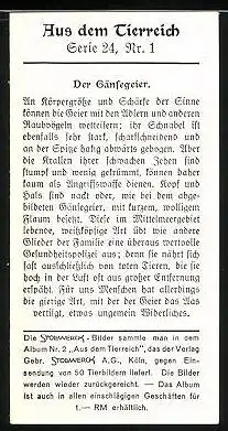 Sammelbild Stollwerck, Aus dem Tierreich, Serie 24, Nr. 1: Der Gänsegeier