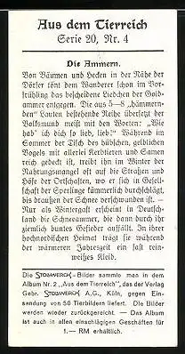 Sammelbild Stollwerck, Aus dem Tierreich, Serie 20, Nr. 4: Die Ammern