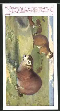 Sammelbild Stollwerck, Aus dem Tierreich, Serie 7, Nr. 2: Der Präriehund