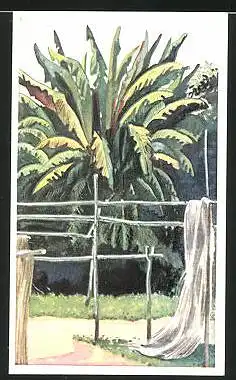 Sammelbild Stollwerck, Reise um die Welt, Nr. 173: Hanfpl'flanzung auf den Philippinen