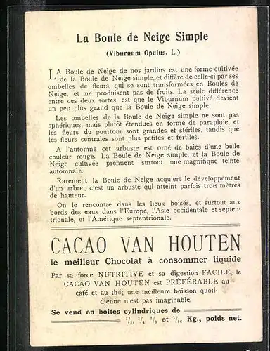 Sammelbild Van Houten Cacao, la Boule de Neige Simple, Rameau fleuri, Solublisié en Poudre, Busch & Blüte