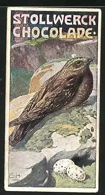 Sammelbild Stollwerck Schokolade, Nachtschwalbe mit Eiern