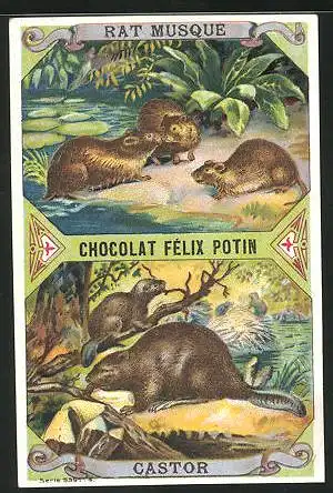 Sammelbild Chocolat Felix Potin, Rat Musque & Castor, Biber