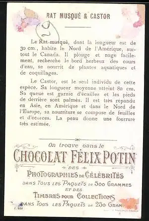 Sammelbild Chocolat Felix Potin, Rat Musque & Castor, Biber