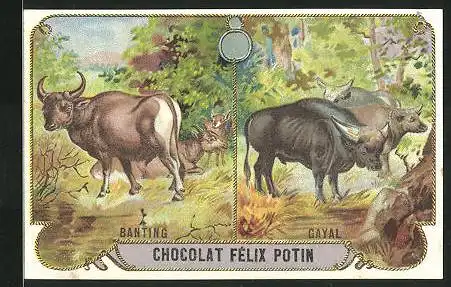 Sammelbild Chocolat Félix Potin, Banting et Gayal