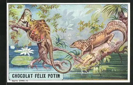 Sammelbild Chocolat Félix Potin, Dragon volant, Lezard à voiles, zwei kleine Drachen