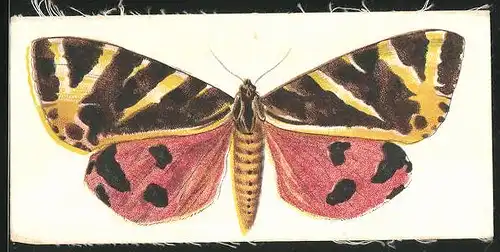 Sammelbild Manchester, Golden Knight Cigarettes, R. J. Lea Ltd., The Jersey Tiger Moth