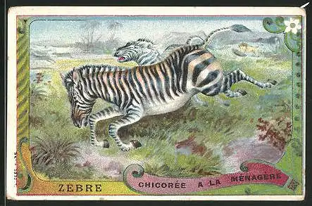 Sammelbild Duroyon & Ramette, Chicorée a la Ménagére, le Zébre, springende Zebras im Gras